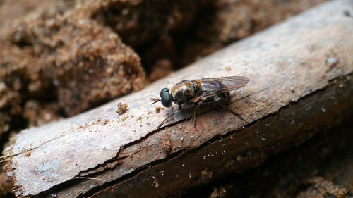 Close-up of insect on rock