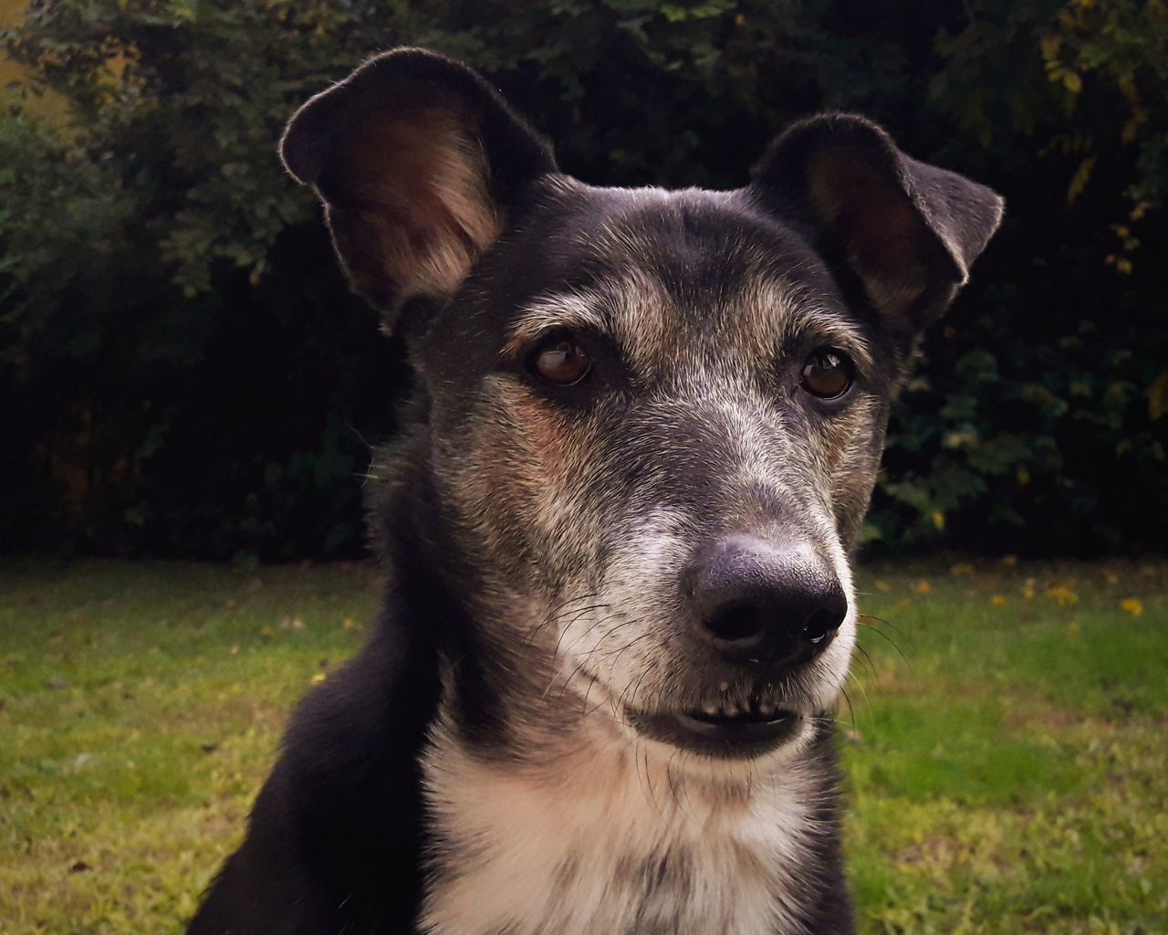 one animal, animal themes, domestic animals, pets, mammal, dog, canine, domestic, animal, vertebrate, portrait, looking at camera, land, field, focus on foreground, nature, day, close-up, no people, plant, animal head, snout, whisker