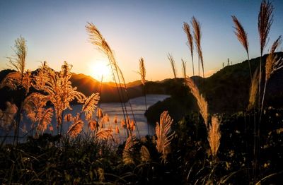 Scenic view of plants against sky during sunset