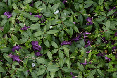 High angle view of purple flowering plants