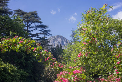 Scenic view of flowering plants and trees against sky