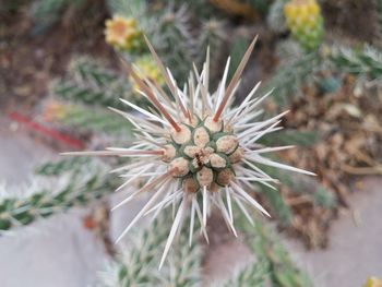 Close-up of succulent plant growing outdoors