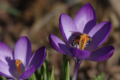 Close-up of honey bee pollinating on purple flower