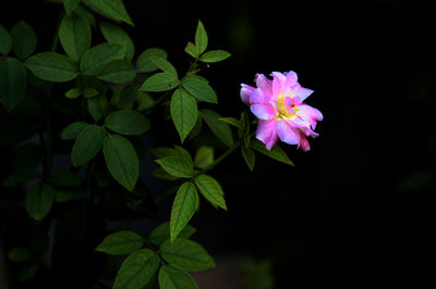 Close-up of pink flowers