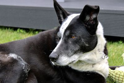 Close-up of black dog looking away