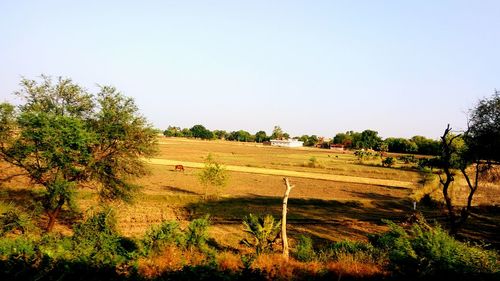 Scenic view of field against clear sky