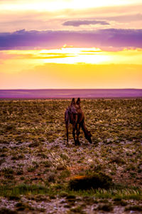 Dog standing on ground during sunset