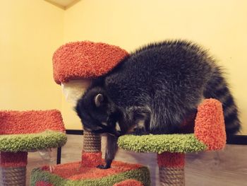 Close-up of a cat resting on table