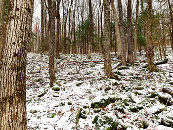 Trees in forest during winter