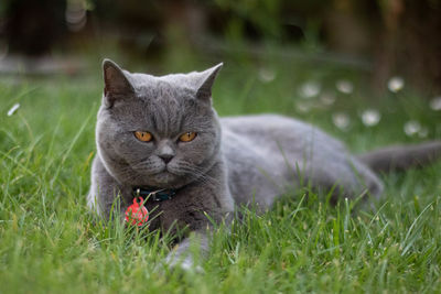 Portrait of a cat on field