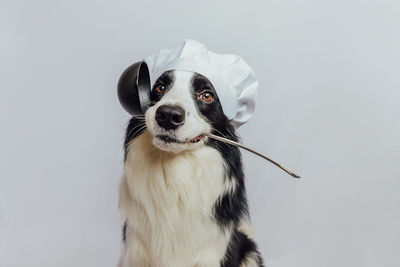 Dog against white background