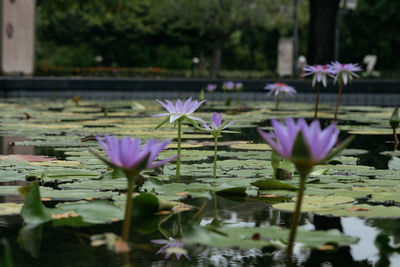 Close-up of water lily in lake