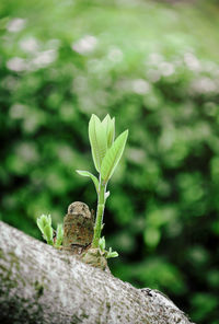 Close-up of lizard on tree trunk