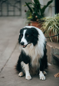 Portrait of dog standing outdoors