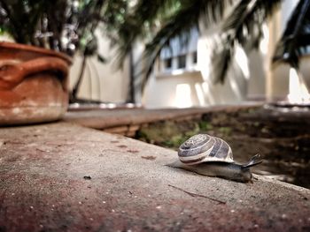 Close-up of snail on footpath