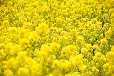 Full frame shot of yellow flower field