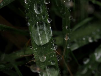 Close-up of wet plant during rainy season