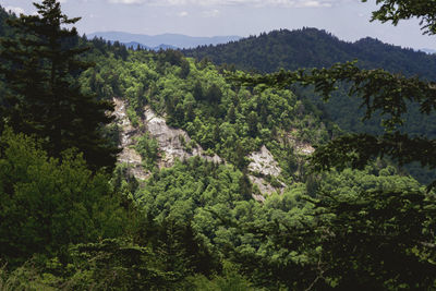 High angle view of trees in forest against sky
