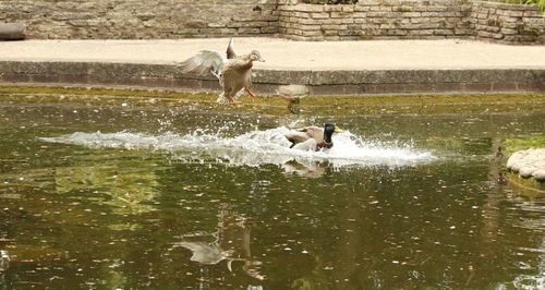 Ducks swimming in lake