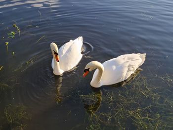 High angle view of swans swimming in lake