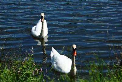 Swans swimming in lake