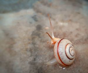 Close-up of snail