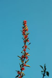 Low angle view of flowering plant against clear blue sky