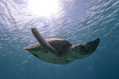 Fish swimming in sea