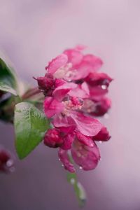 Close-up of pink rose