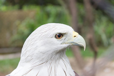 Close-up of a bird