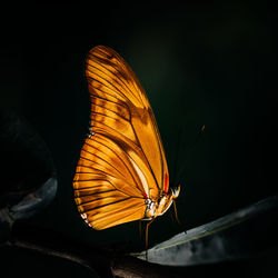 Close-up of butterfly on yellow flower