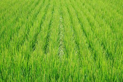 Full frame shot of wheat field
