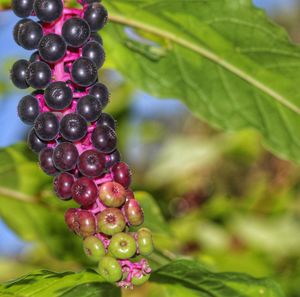 Close-up of berries growing on plant