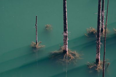 High angle view of plant stems in lake