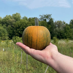 Male hand holding a small orange and green pumpkin in front of green field and trees.