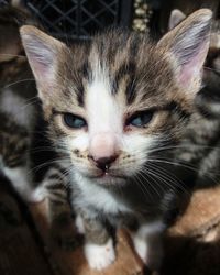 Close-up portrait of cat