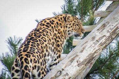 Close-up of giraffe against trees