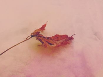 Close-up of red leaves