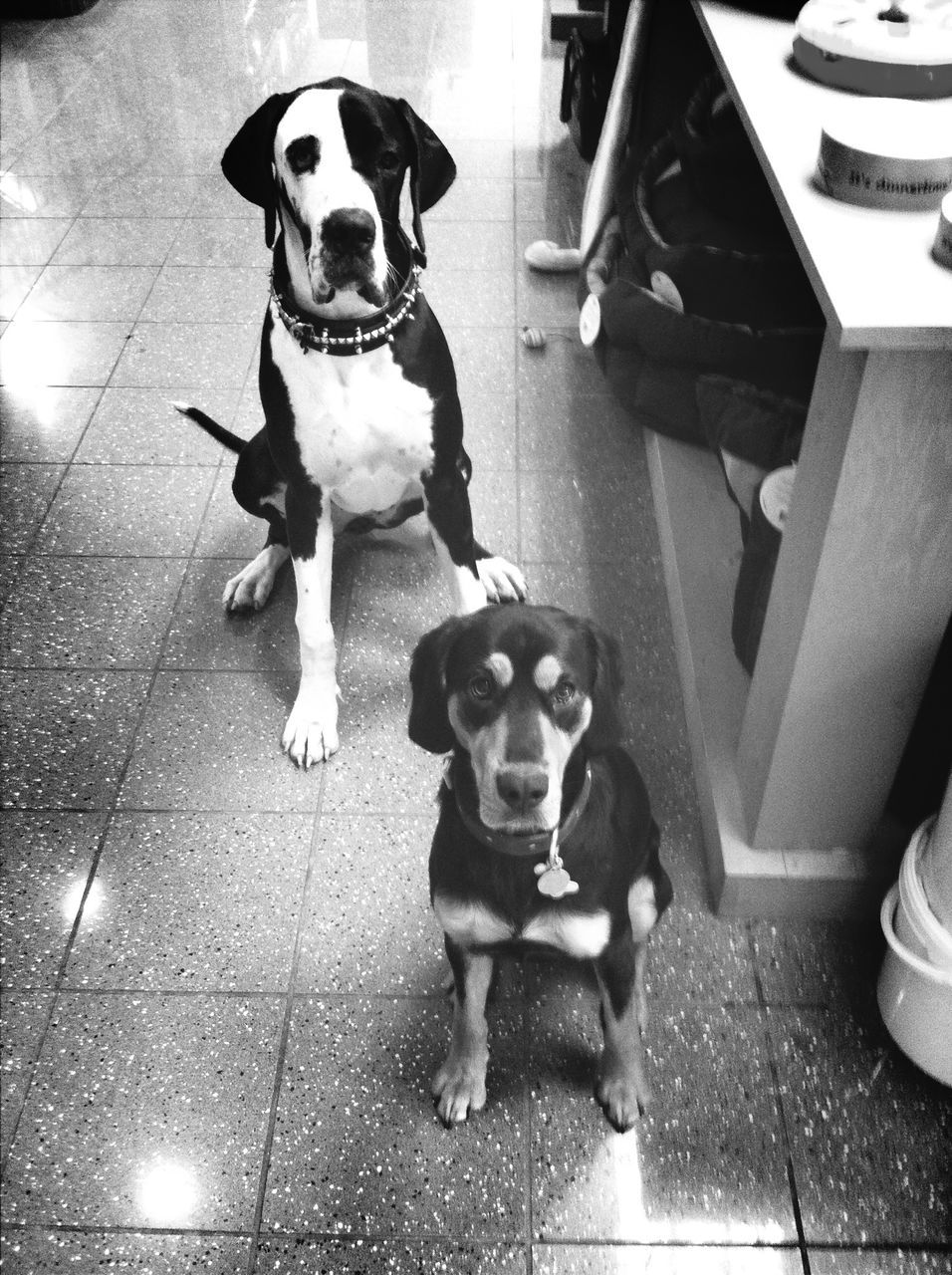 dog, pets, domestic animals, animal themes, mammal, looking at camera, portrait, one animal, sitting, full length, indoors, high angle view, flooring, street, tiled floor, pet leash, sidewalk, front view, sunlight, day