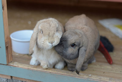 Netherlands dwarf lops pet rabbits nudge together as companions