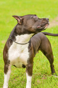 Close-up of a dog looking away