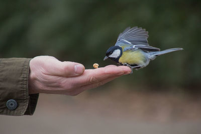 Close-up of bird perching on hand