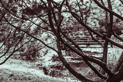 Close-up of bare tree in winter