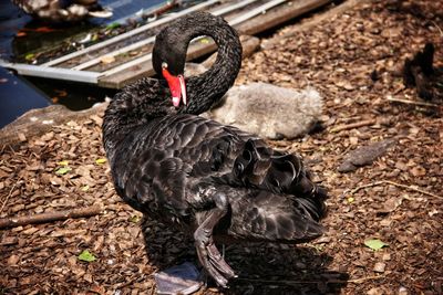 Close-up of swan on field
