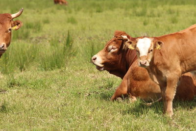 Cows in a field