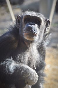 Portrait of monkey at zoo