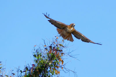 Low angle view of red-tailed hawk flying above tree