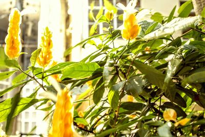 Close-up of yellow flowers blooming outdoors