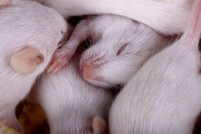 Close-up of newborn animals