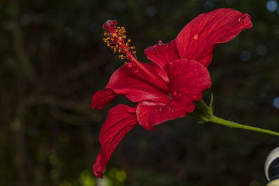 Close-up of red rose flower